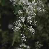 Doğal Anason Tohumu (200 tohum) thumbnail 2