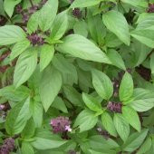 Aromatik Saksılık Tatlı Fesleğen Tohumu(100 tohum) - 1