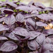 Basil Boza Kırmızı Tatlı Fesleğen Tohumu(100 tohum) thumbnail 3