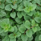 Naturel Mercanköşk Tohumu(200 Tohum) thumbnail 1