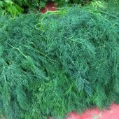 Uzun Mamut Dere Otu Tohumu(50 tohum) thumbnail 1