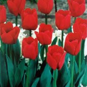 Özel İlle De France Lale Soğanı (5 adet) thumbnail 1