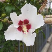 Beyaz Renkli Hibiscus Çiçeği Tohumu(20 adet) - 1