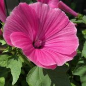 Lavatera Trimestris Regis Pembe Pamuk Çiçeği Tohumu (50 tohum) thumbnail 4