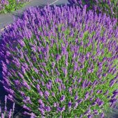 Lavandula Angustifolia Lavanta Çiçeği Tohumu(25000 tohum) thumbnail 4