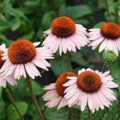 Beyaz Ekinezya Çiçeği Tohumu (40 Tohum) thumbnail 2