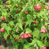 Karışık Renkli Çin Çan Çiçeği Tohumu (50 tohum) thumbnail 1