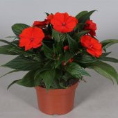 Saksılık Wallerine Baby Kırmızı Bodur Cam Güzeli Çiçeği Tohumu (20 tohum) thumbnail 1