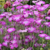 Lila Renginde Rosea Agrostemma Çiçeği Tohumu(25 tohum) thumbnail 2