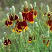 Kırmızı Sarı Ratibida Çiçeği Tohumu(100 tohum) thumbnail 6