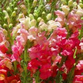 Antirrhinum Rainbow Mixed Karışık Aslanağzı Çiçeği Tohumu(200 tohum) - 2