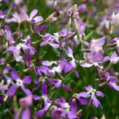 Karışık Renkli Katmerli Klarkiya Çiçeği Tohumu (300 tohum) thumbnail 4