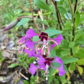 Elegant Klarkiya Çiçeği Tohumu (100 tohum) thumbnail 4