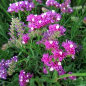 Limonium Sinuatum River Deniz Lavantası Tohumu (30 tohum) thumbnail 2