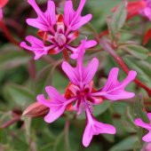 Koyu Pembe Klarkiya Çiçeği Tohumu(100 tohum) thumbnail 3