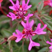 Koyu Pembe Klarkiya Çiçeği Tohumu(100 tohum) thumbnail 5