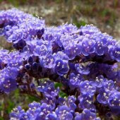 Limonium Sinuatum Deep Blue Deniz Lavantası Tohumu (30 tohum) thumbnail 3