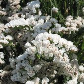 Limonium Sinuatum Pure White Deniz Lavantası Tohumu (30 tohum) - 4
