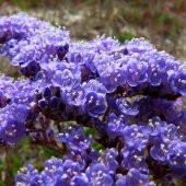Limonium Sinuatum Deep Blue Deniz Lavantası Tohumu (30 tohum) thumbnail 5