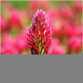 Kırmızı Renkli Trifolium Çiçeği Tohumu (50 tohum) thumbnail 1