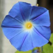 Caprice Gündüz Sefası Çiçeği Tohumu (10 tohum) thumbnail 1