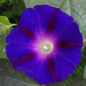 Grandpa Ott Gündüz Sefası Çiçeği Tohumu (10 tohum) thumbnail 3