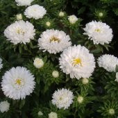 Ponpon Beyaz Renkli Aster Çiçeği Tohumu(20 tohum) thumbnail 4
