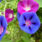 Dev Çiçekli İpomea Blue Picotee Japon Gündüz Sefası Çiçeği (5 tohum) - 3