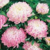 Paeony Duchesse Apricot Pompon Aster Çiçeği Tohumu (50 tohum) thumbnail 3