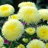 Sarı Gremlin Aster Çiçeği Tohumu(20 tohum) thumbnail 4