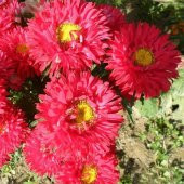 Pompon Fire Beacon Aster Çiçeği Tohumu(50 tohum) thumbnail 5