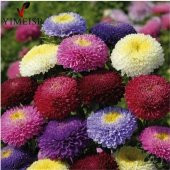 Pompon Hinomaru Aster Çiçeği Tohumu(50 tohum) - 6