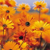 Turuncu Renkli Afrika Papatyası Çiçeği Tohumu(30 tohum) thumbnail 3