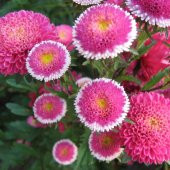 Pompon Hi-no-maru Aster Çiçeği Tohumu(50 tohum) thumbnail 4