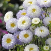 Pompon Beyaz Aster Çiçeği Tohumu(50 tohum) - 5