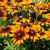 Üç Renkli Rudbekya Çiçeği Tohumu (100 tohum) thumbnail 4