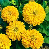 Super Yoga Elegans Altın Sarı Zinya Çiçeği Tohumu (40 tohum) thumbnail 3