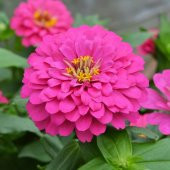 Super Yoga Elegans Pembe Renkli Zinya Çiçeği Tohumu(40 tohum) thumbnail 4