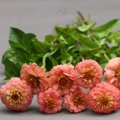 Super Yoga Somon Zinya Çiçeği Tohumu (40 tohum) thumbnail 5