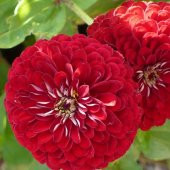 Super Yoga Scarlet Kırmızı Zinya Çiçeği Tohumu (40 tohum) - 5