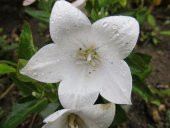 Beyaz Renkli Balon Çiçeği Tohumu (20 tohum) thumbnail 4