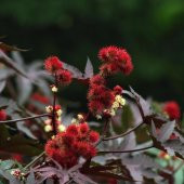 Kırmızı Renkli Kene (Castor Bean) Çiçeği Tohumu (5 tohume - 4