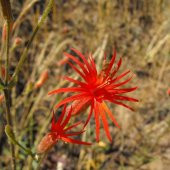 Nadir Kırmızı Renkli  Silene (Nakil) Çiçeği Tohumu (20 tohum) thumbnail 3