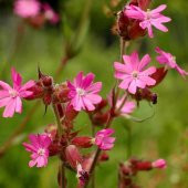 Keskin Pembe Silene Çiçeği (Nakil Çiçeği) Tohumu (1000 tohum) - 5