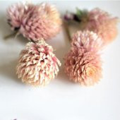 Gomphrena Globosa Somon Renkli Medine Çiçeği Tohumu (50 tohum) - 4