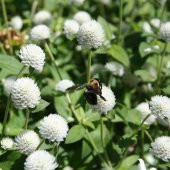 Gomphrena Globosa Beyaz Renkli Medine Çiçeği Tohumu (50 tohum) thumbnail 6