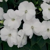 Saksılık Wallerine Beyaz Renkli Bodur Cam Güzeli Çiçeği Tohumu (20 tohum) thumbnail 3