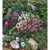 Gomphrena Globosa Karışık Medine Çiçeği Tohumu (50 tohum) thumbnail 3