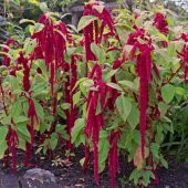Sarkan Kırmızı Amaranthus (Horoz İbiği) Çiçeği Tohumu (150 tohum) - 4
