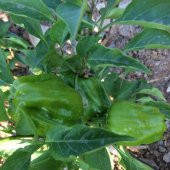 Acı Anadolu Antep Dolma Biberi Fidesi (5 adet) - 7